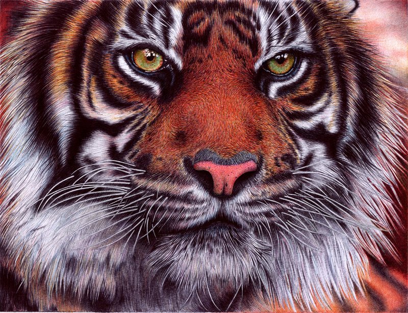 Tiger drawn with Ballpoint Pen